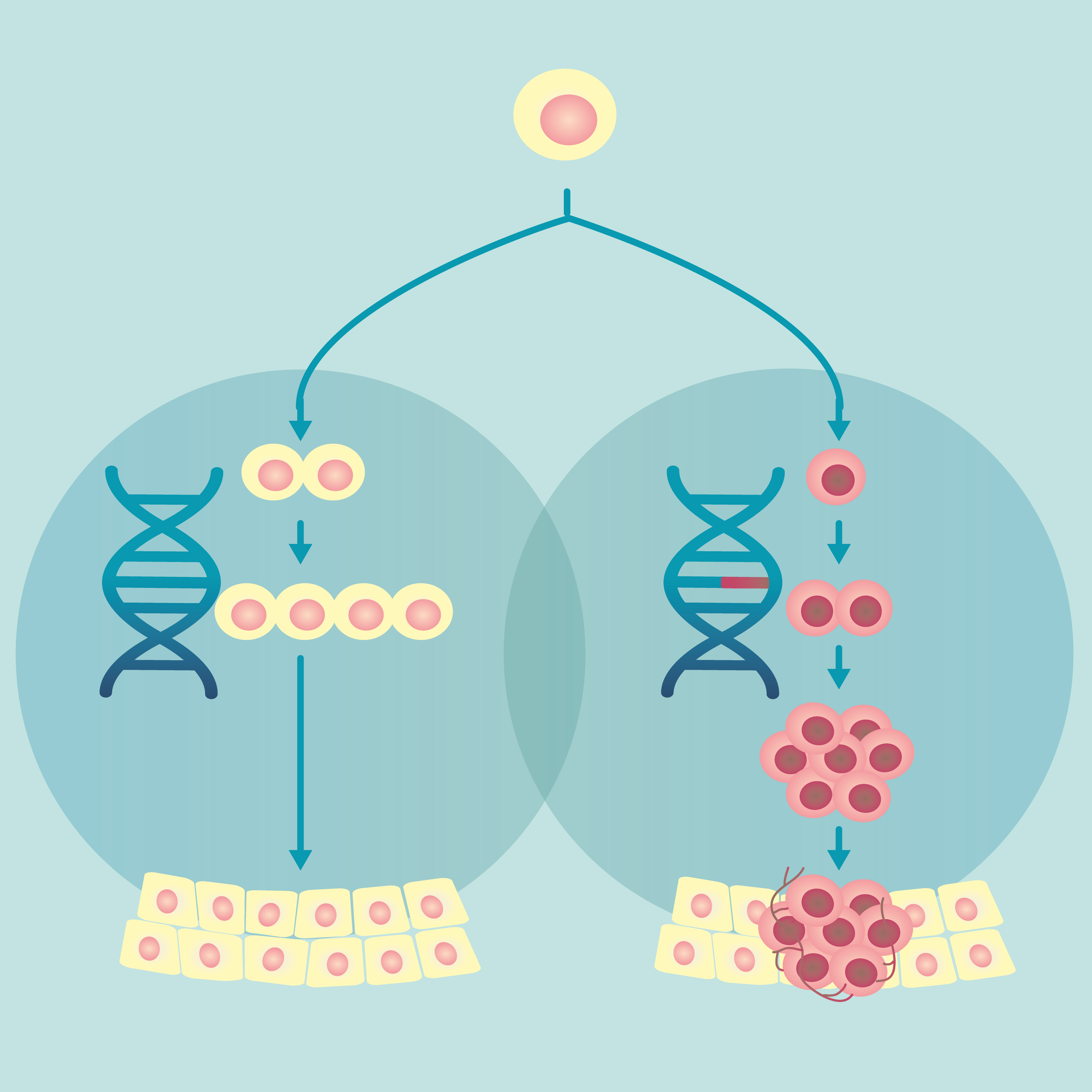Evolutionary cancer genomics